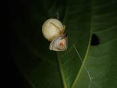 Cyrtarachne inaequalis