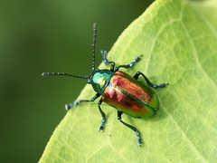 Chrysochus auratus