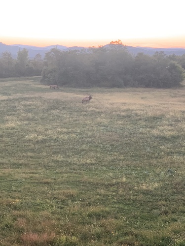 Elk photographed in Tennessee