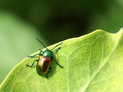 Chrysochus auratus