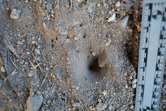Vermileonomorpha