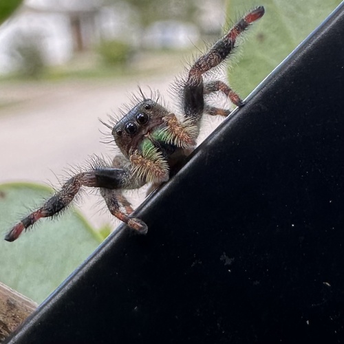 Bold Jumping Spider photographed in Kentucky