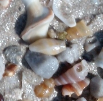 Nassarius capensis observed 2024-09-23