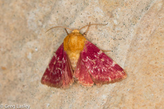 Schinia volupia