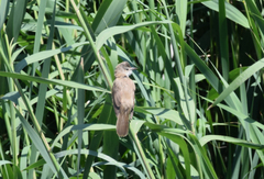 Acrocephalus arundinaceus
