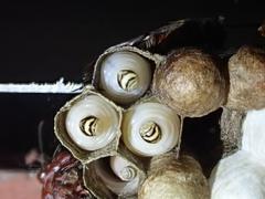 Gyrostoma