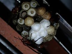 Gyrostoma
