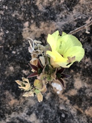 Hibiscus lunarifolius