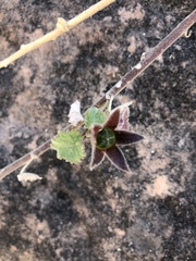 Hibiscus lunarifolius