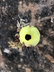 Hibiscus lunarifolius