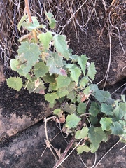 Hibiscus lunarifolius