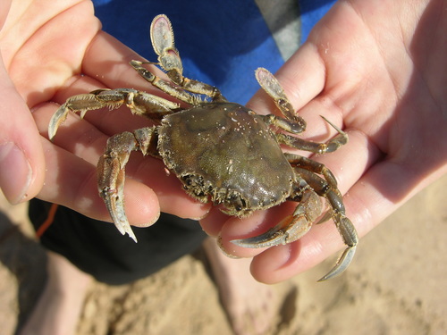 Ovalipes australiensis