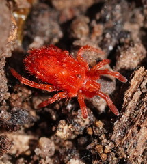 Chyzeria