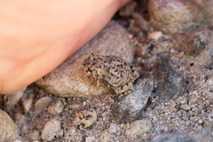 Anaxyrus californicus