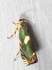 Hilarographa plectanodes