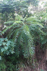 Toona sinensis