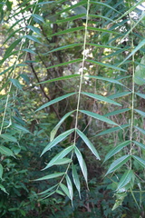Toona sinensis