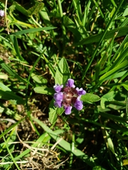 Prunella vulgaris