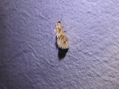 Cynaeda dentalis