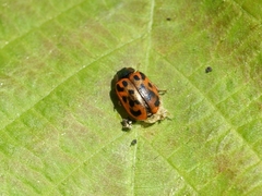 Chrysomela mainensis