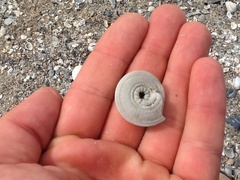 Architectonica nobilis