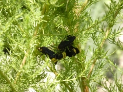 Scolia erythrocephala