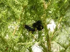 Scolia erythrocephala