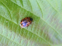 Chrysomela mainensis