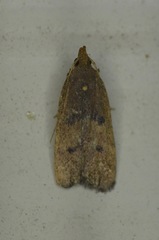 Glyphidocera democratica