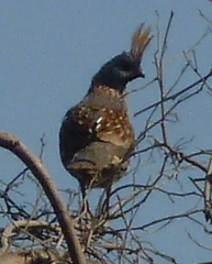 Callipepla douglasii