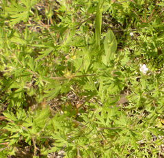 Geranium bicknellii