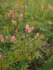 Castilleja parviflora