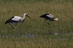 Ciconia ciconia