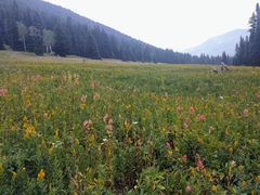 Castilleja parviflora