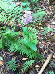 Platanthera grandiflora