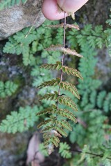 Cheilanthes chusana