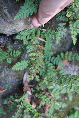 Cheilanthes chusana
