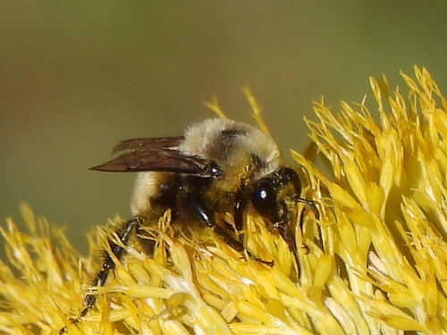 Morrison's Bumble Bee photo 5