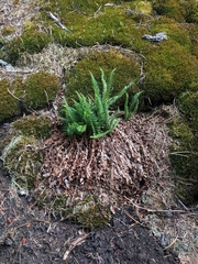 Polystichum scopulinum