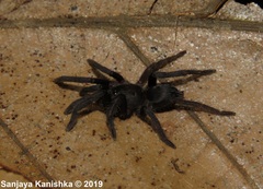 Chilobrachys