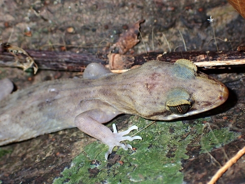 Nactus pelagicus observed 2024-09-23