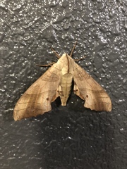 Marumba sperchius