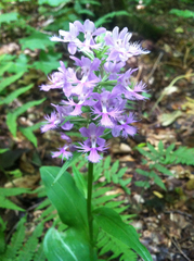 Platanthera grandiflora