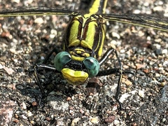 Gomphurus fraternus