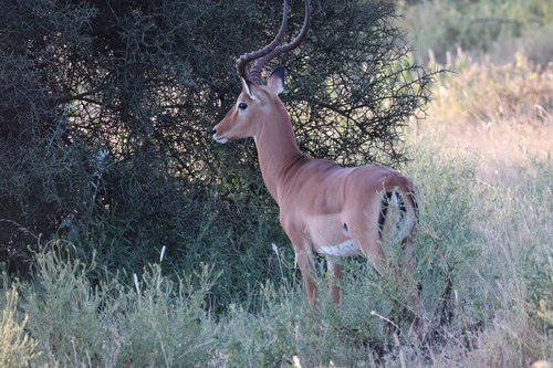 Impala
