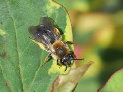 Andrena haemorrhoa