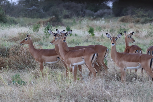 Impala