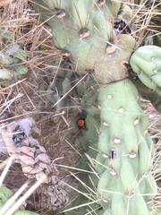 Phidippus purpuratus