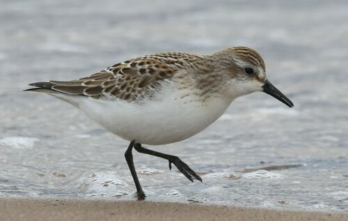 Gambecchio semipalmato (Calidris pusilla)