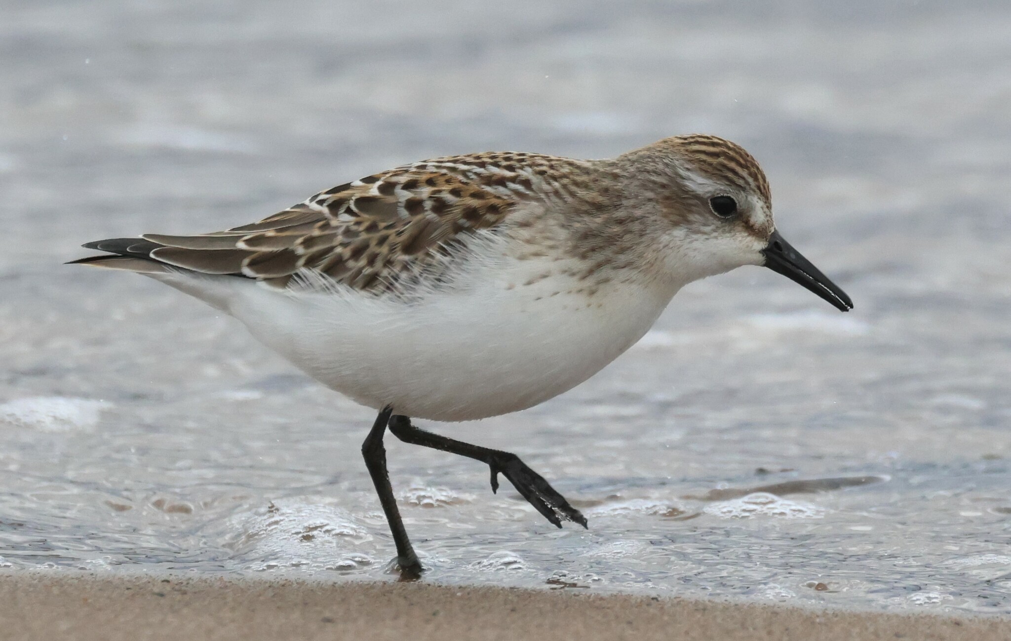 Semipalmated Sandpiper (Calidris pusilla)